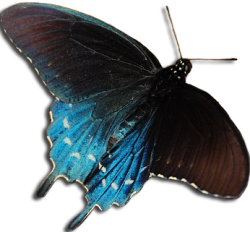 transparent-flowers:  Pipevine Swallowtail. Battus