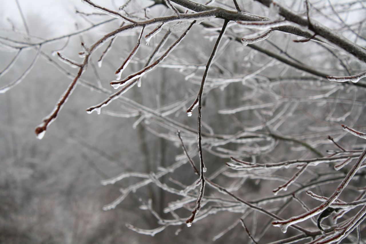 coraruthphotography:  After an ice storm 1/17/17  🌨❄️🍂  Cora Ruth Photography