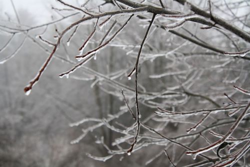 coraruthphotography:  After an ice storm 1/17/17  🌨❄️🍂  Cora Ruth Photography 