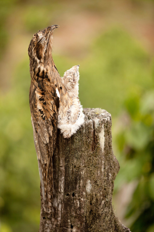 joachimmurat:  the-last-hair-bender:  coolthingoftheday:  coolthingoftheday:  coolthingoftheday:  Potoos use their body posture to camouflage themselves as part of the tree they’re perched in.  GUYS. LOOK IN THE SECOND PICTURE. LOOK AT THE FUZZY BABBY