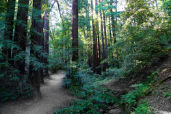 steepravine:  Late Night Special: Path Into The Redwoods At Dusk My god i want to move to marin. We headed over after work and did a quick summit of mount tam from mill valley. About 2,000 feet of elevation gain in 3 miles through all sorts of habitats.