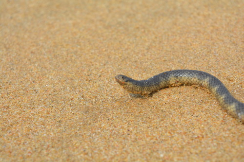 Small-headed sea snake - Hydrophis macdowelliPhotographer: iNaturalistUK