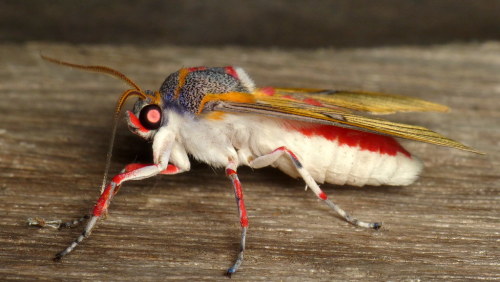 onenicebugperday: Tiger moth, Idalus erythronota, ArctiinaePhotographed in Ecuador by Andreas K