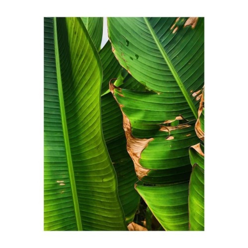 The banana trees grow like weeds in my parents yard. . . #bananatree #palmfronds #nature #tropical