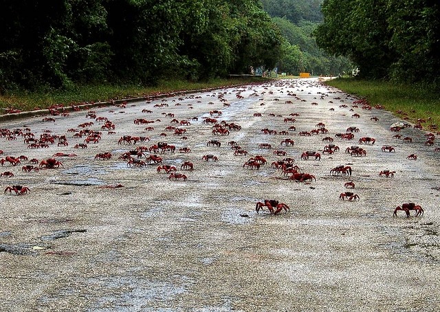 travelingcolors:  Red Crab Migration, Christmas Island | AustraliaAt the beginning
