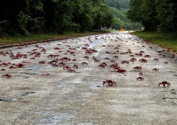 travelingcolors:  Red Crab Migration, Christmas