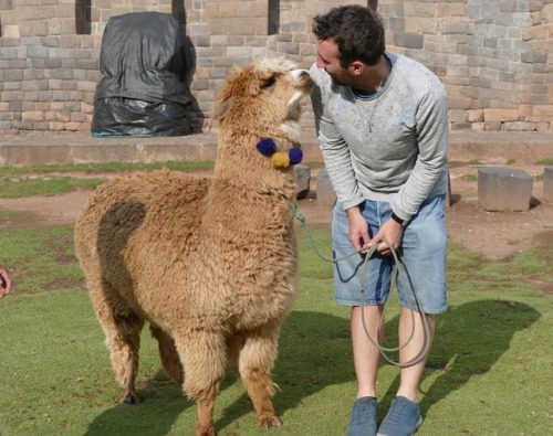 I almost forgot about the time I met the one in #cusco. #love #truelove #alpaca #alpacalove #alpacas