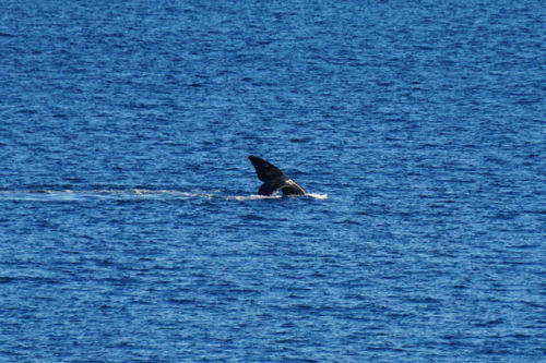 Peninsula Valdes, Argentina  Península Valdés is home to the endangered southern right whale as well