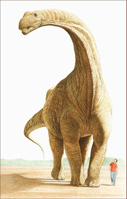 blanding Tilbagetrækning strække Paleoillustration — Argentinosaurus huinculensis compared to a human....