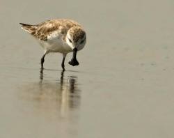 fairy-wren:  Spoonbilled Sandpiper by Gary