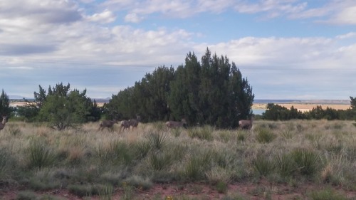 Mule deer on the move. San Miguel County, New Mexico. 