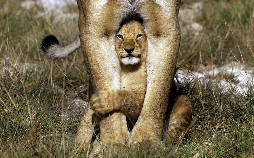 Young prince (Lion cub between his mother’s legs)