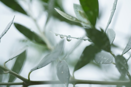 「olive」sony a6400asahi pentax super takumar 50mm F1.4オールドレンズ旅