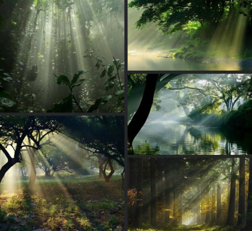 Komorebi - Sunlight Leaking Through Trees
