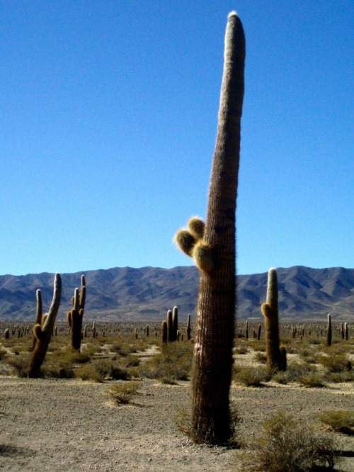 Cardones, Altiplano (hasta 4000m), Jujuy, Argentina, 2007.