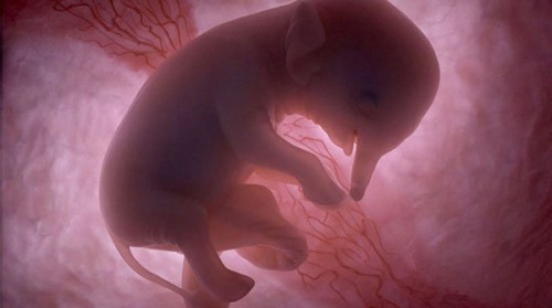 escapekit:  In The Womb  These amazing photos of baby animals in the womb were captured by scientists using a combination of high-tech ultrasound scans, tiny cameras and computer graphics, and were featured on National Geographic’s ‘In The Womb’ series. 