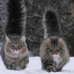 awwww-cute:  Winter is coming (Source: http://ift.tt/2k1JqDt)