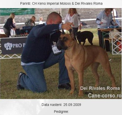 Cane Corso