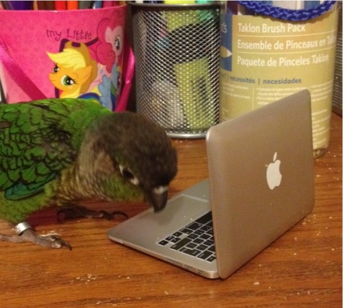 princeowl:  yes i make essay for bird school final exam on bread eat  How PC users view Mac users