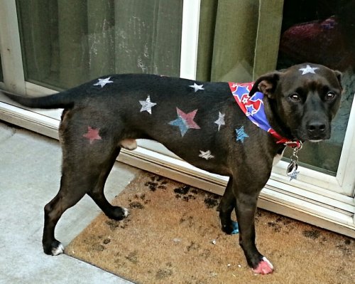 cute-overload:  Happy 4th of July!http://cute-overload.tumblr.com 