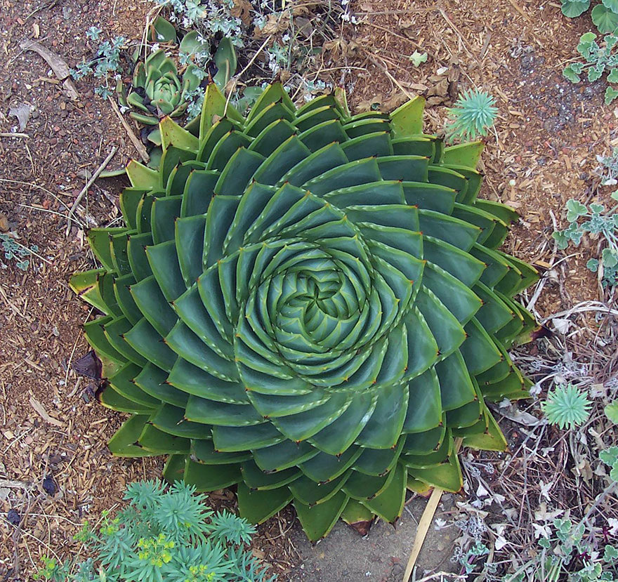 sacred geometry in nature sacred geometry in nature
