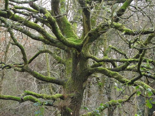 The moss tree by deborahmburnett on Flickr.