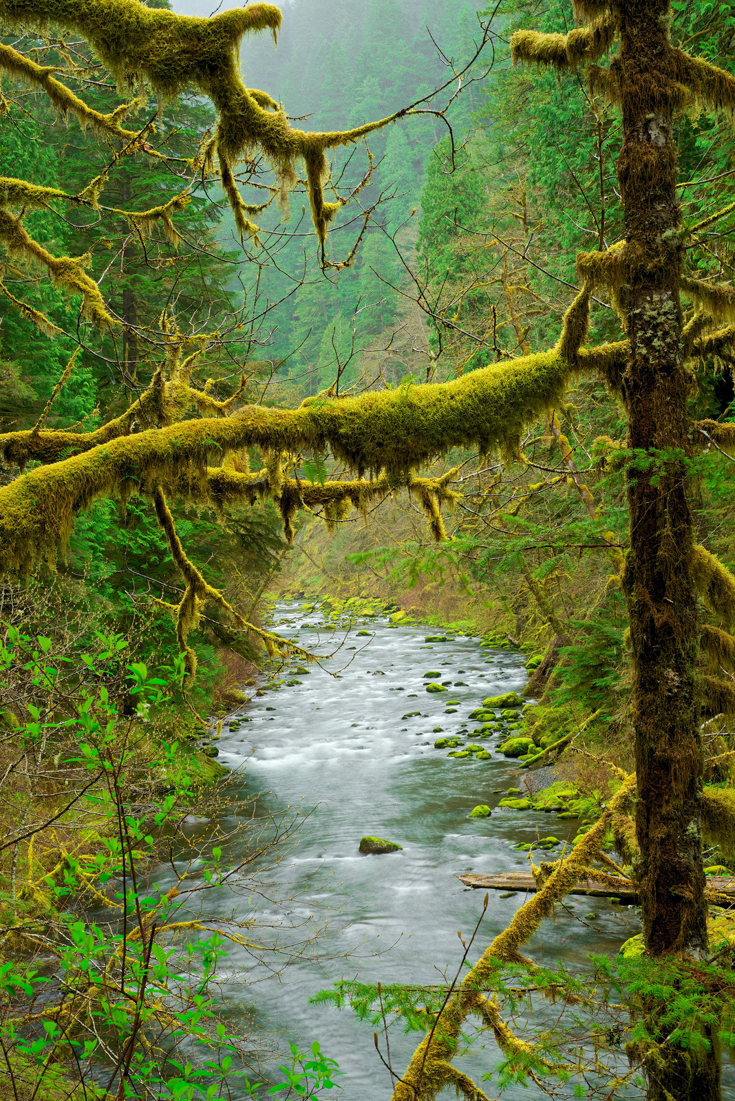 opticallyaroused:  Eagle Creek, Columbia River Gorge, Oregon
