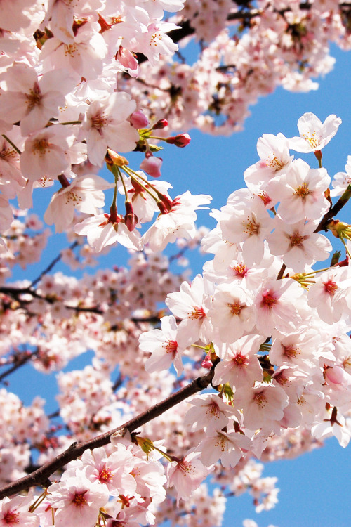 japan-overload: SAKURA*cherry-blossoms by m-louis on Flickr