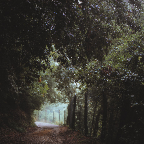 elenamorelli:  { the woods are lovely, dark and deep / but i have promises to keep / and miles to go before i sleep }-hasselblad 500c/m + fuji provia 400x- 