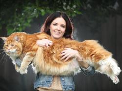 awwww-cute:  Meet Omar, the world’s longest cat. (Source: http://ift.tt/2qxAZz7)