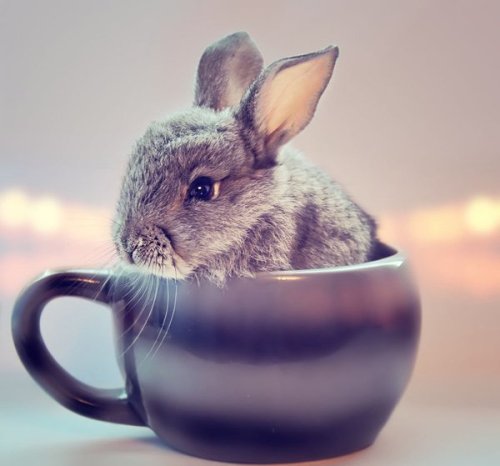 thecutestbunnies:  [x]  Bunny in a cup for adult photos