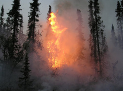 boyirl:  A black spruce torching out on the Boundary fire, Fairbanks Alaska 2004. 