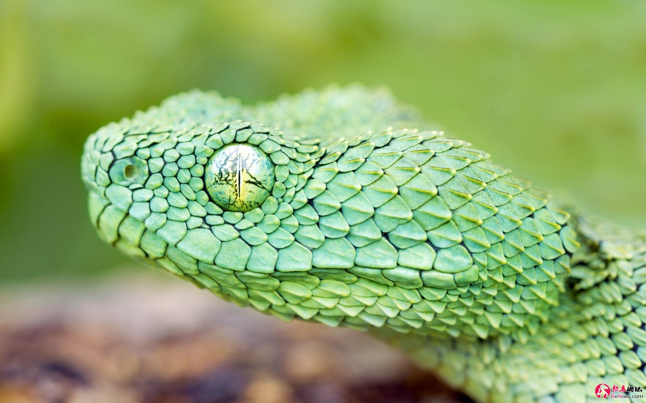 West African Green Bush Viper (Atheris chlorechis) / NATURE's WINDOW