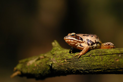 macroramblings:Golden eye  #Frog Friday w/ @macroramblings ! Stunning!!I shall let the frogs know wh