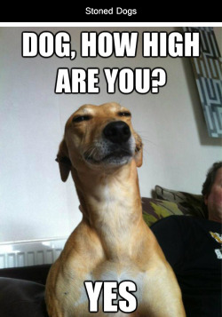 lolzpicx:  Stoned Dogs