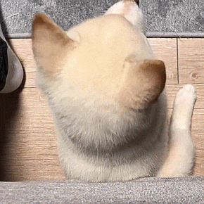 doggosource: PET HIM!!! Ahhhhh &lt;D
