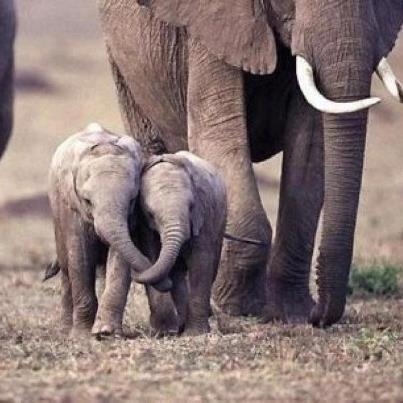 amymylove:  Love is universal and blind of species. Please rethink any visit to a