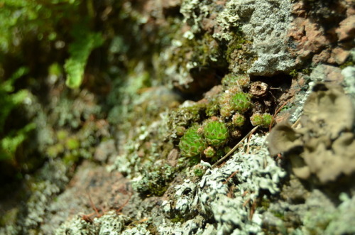 What is growing on the rocks.