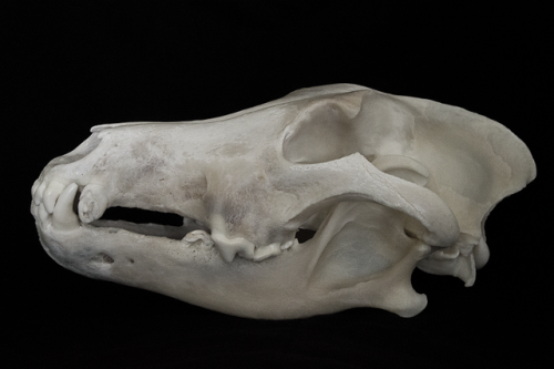 blackbackedjackal:Old Gray Wolf Skull 