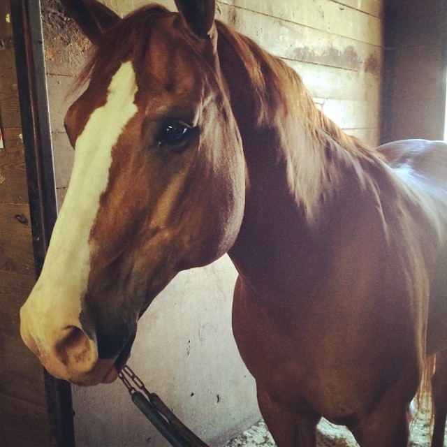 hello, red! (at Coto De Caza Equestrian Center)