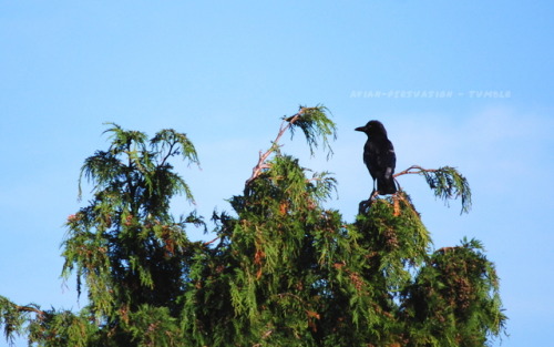  Carrion crow (Corvus corone) enjoying the morning sun near Cupar, Scotland