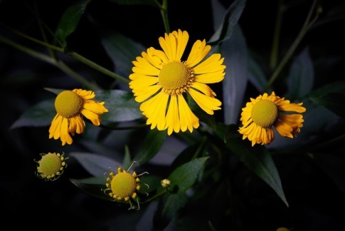 Helenium autumnale (Sneezeweed) has an interesting name. It used to be dried and ground up for snuff