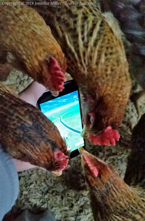 HEY my Bielefelders chickens are extremely good here are some cellphone photos of them between 6-7 m