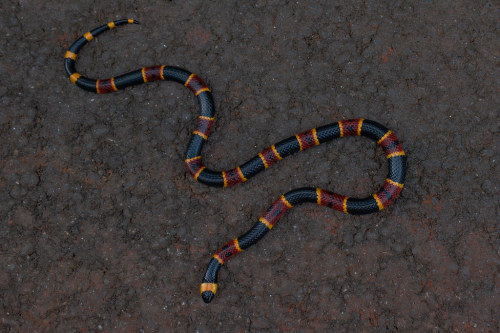 terranlifeform:Eastern coral snake (Micrurus fulvius) in Georgia, U.S.Noah K. Fields