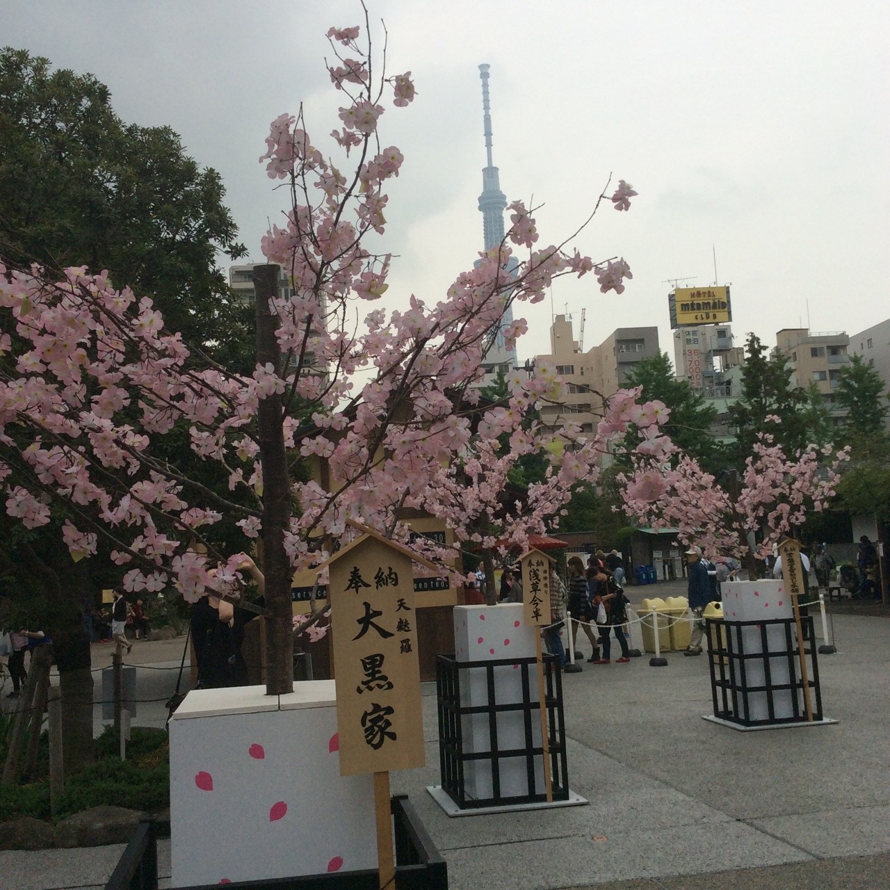 pristined:  cherry blossoms aaah 🌸   🔥