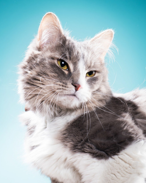 Our photographer, Jon, went to a wonderful animal shelter and made some badass portraits of adoptabl