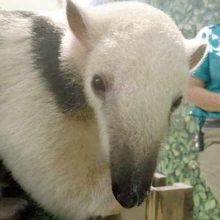 Tamandua Anteater GIF - Tamandua Anteater Not A Pet - Discover