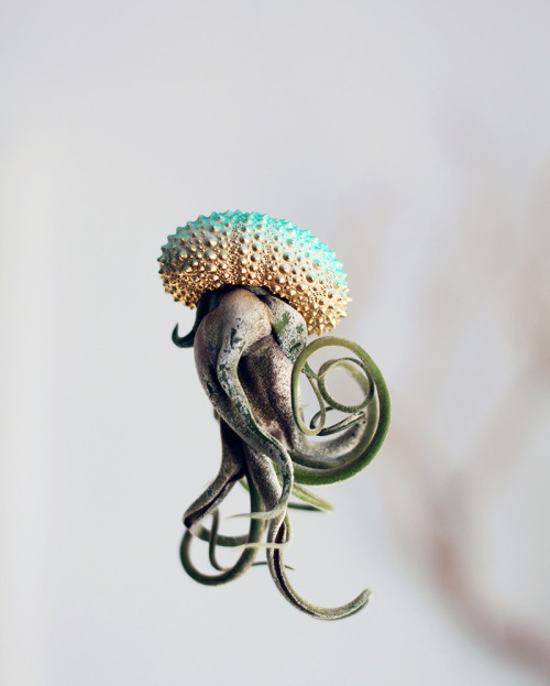 steampunktendencies:    Air Plant Jellyfish by PetitBeast