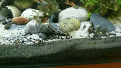 palaeoplushies:I love my horrible gremlin fish so much.