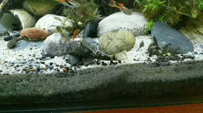 palaeoplushies:I love my horrible gremlin fish so much.